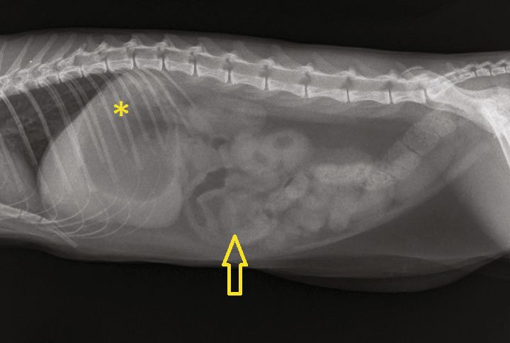 Radiographie abdominale latérale droite chez un chat adulte présentant des vomissements aigus dus à la présence d’un corps étranger dans l’intestin