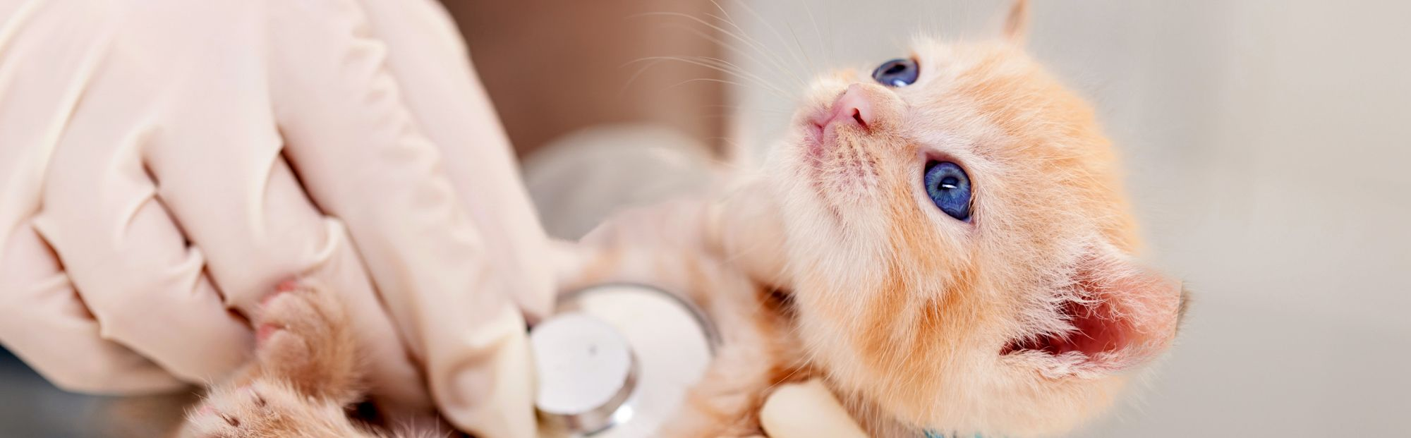 Young cat lying down on an examination table being checked over by a vet