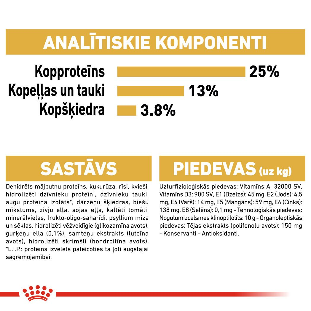 Golden Retriever Adult