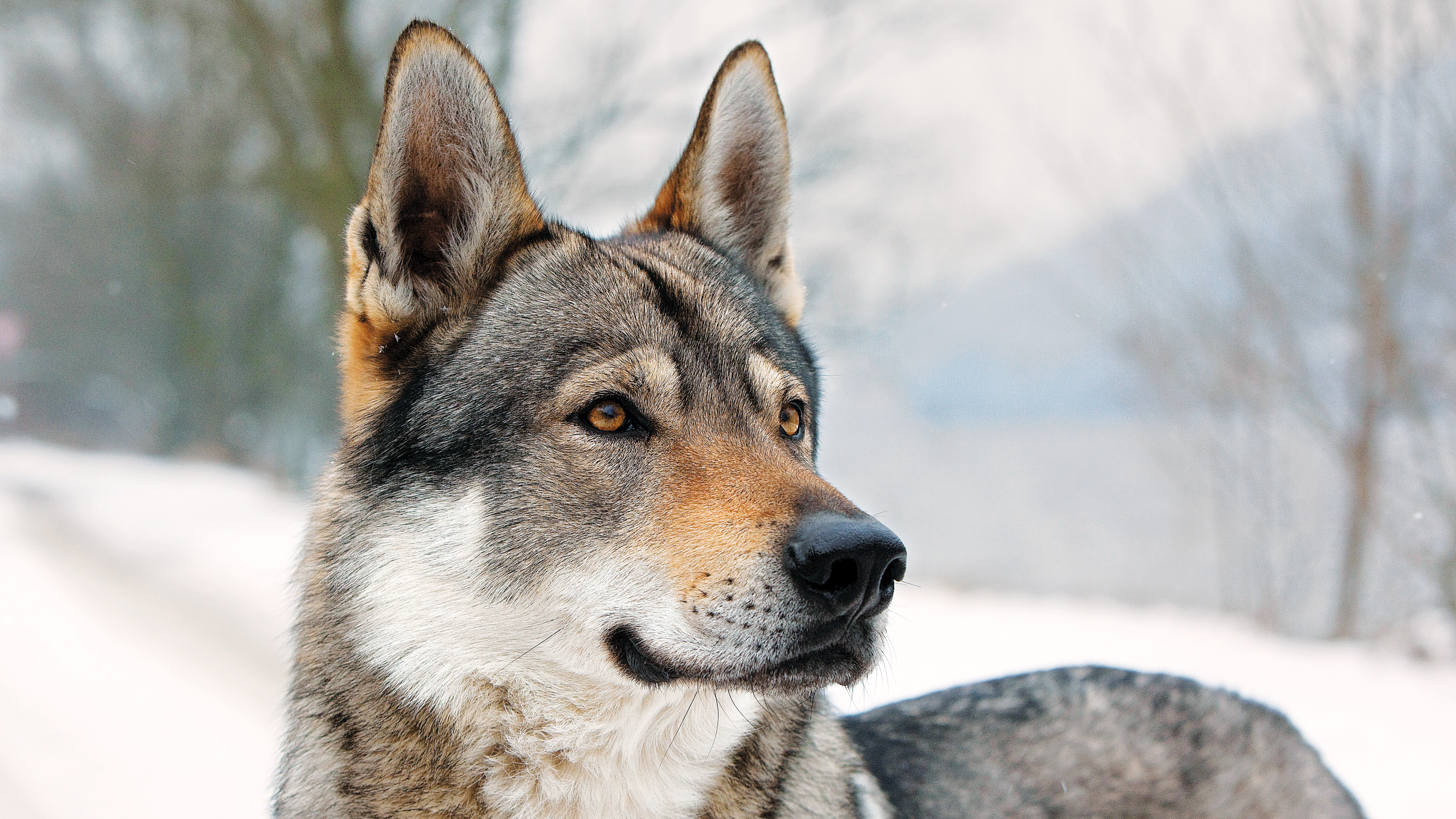 Czechoslovakian Wolfdog standing in a snowy forest