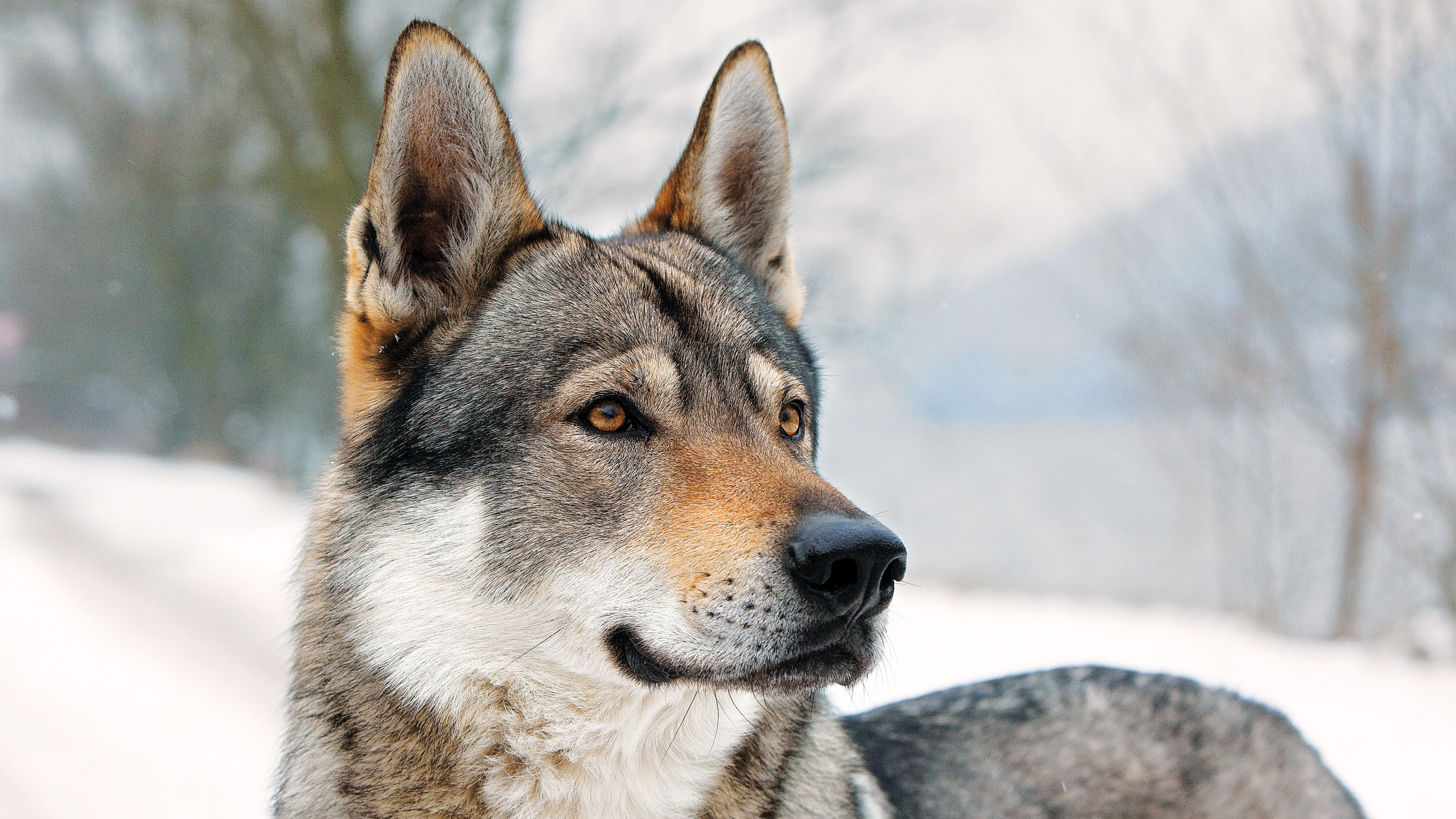 are czechoslovakian wolf dogs good pets