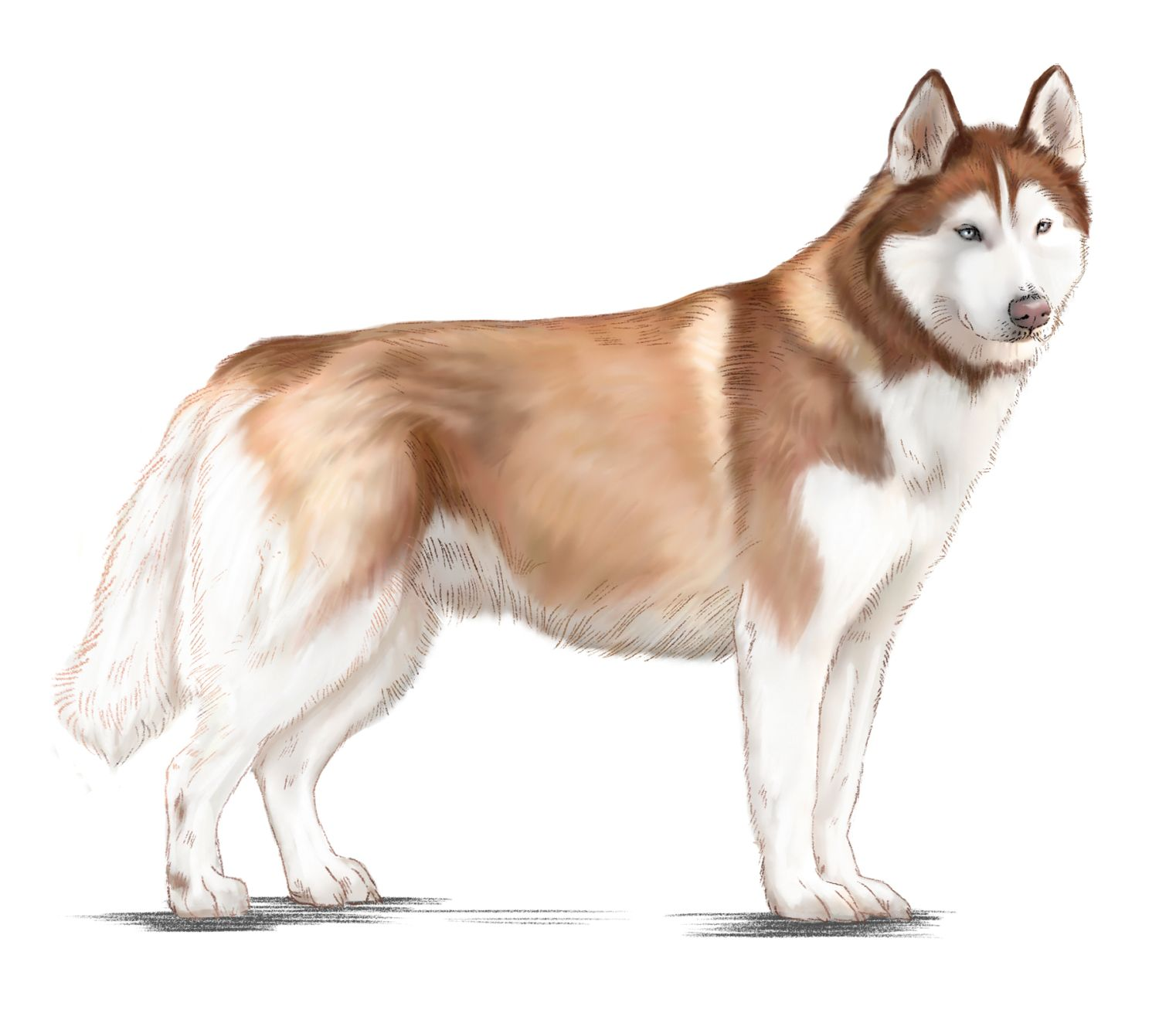 Royal canin 2024 husky puppy