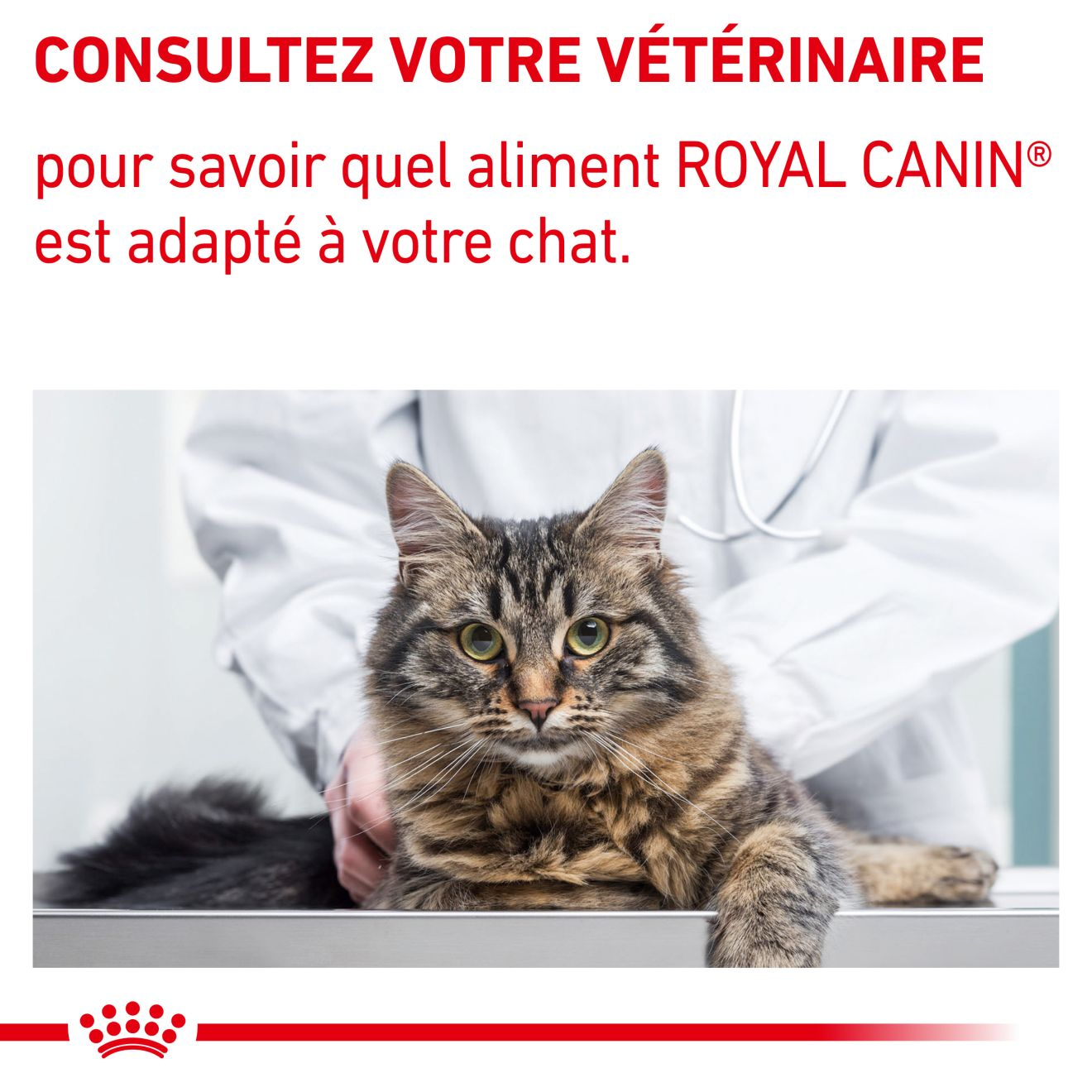 Dental - Aliment vétérinaire pour chat