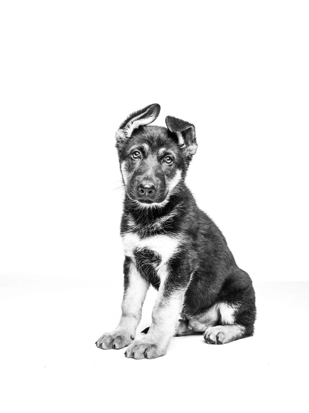 British Shorthair adult sitting in black and white on a white background