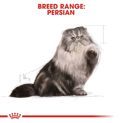 Royal canin persian store kitten wet food