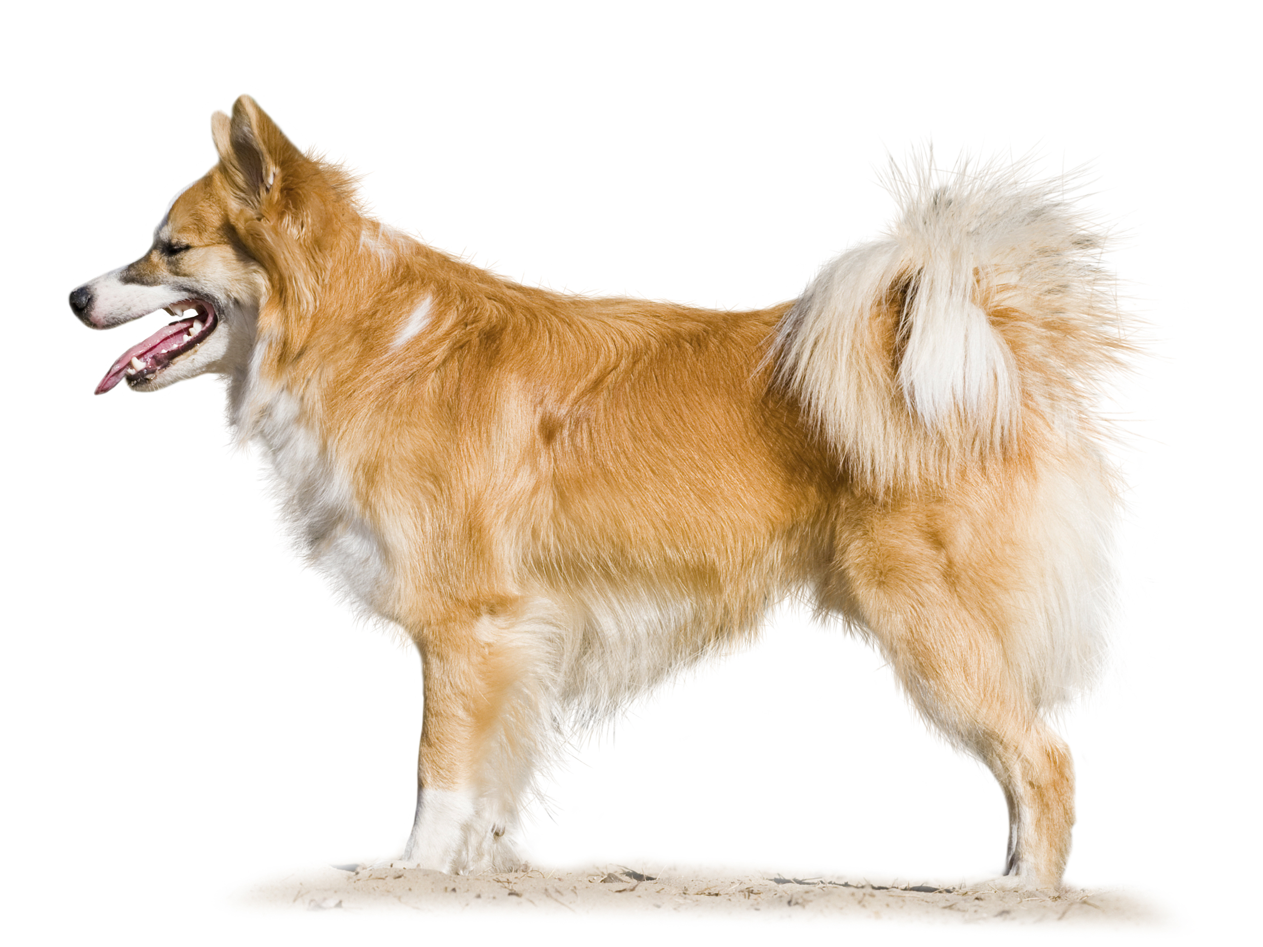 Icelandic Sheepdog adult in black and white