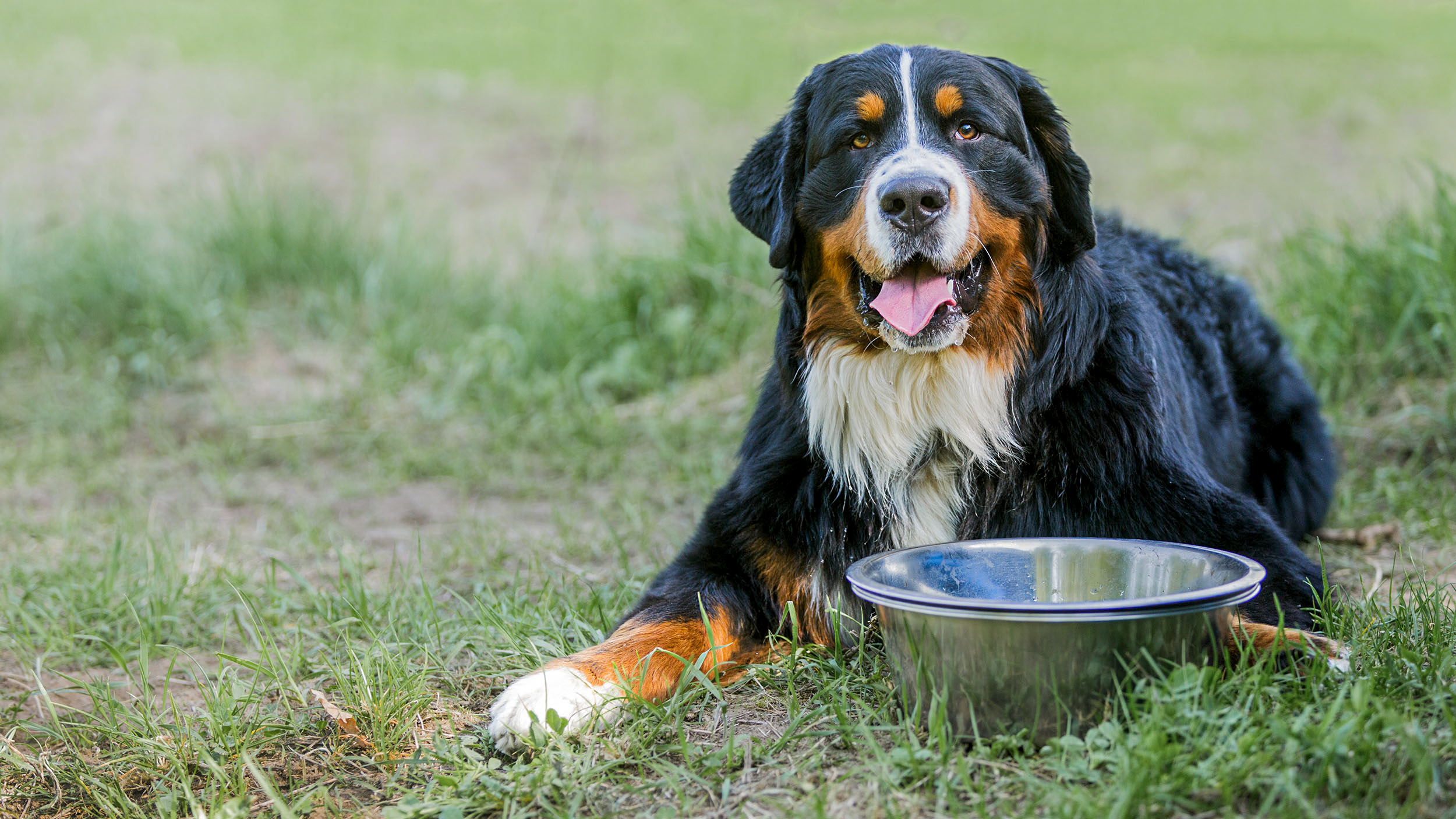 Adult Bernese Mountain Dog lying down on grass next to a silver bowl.