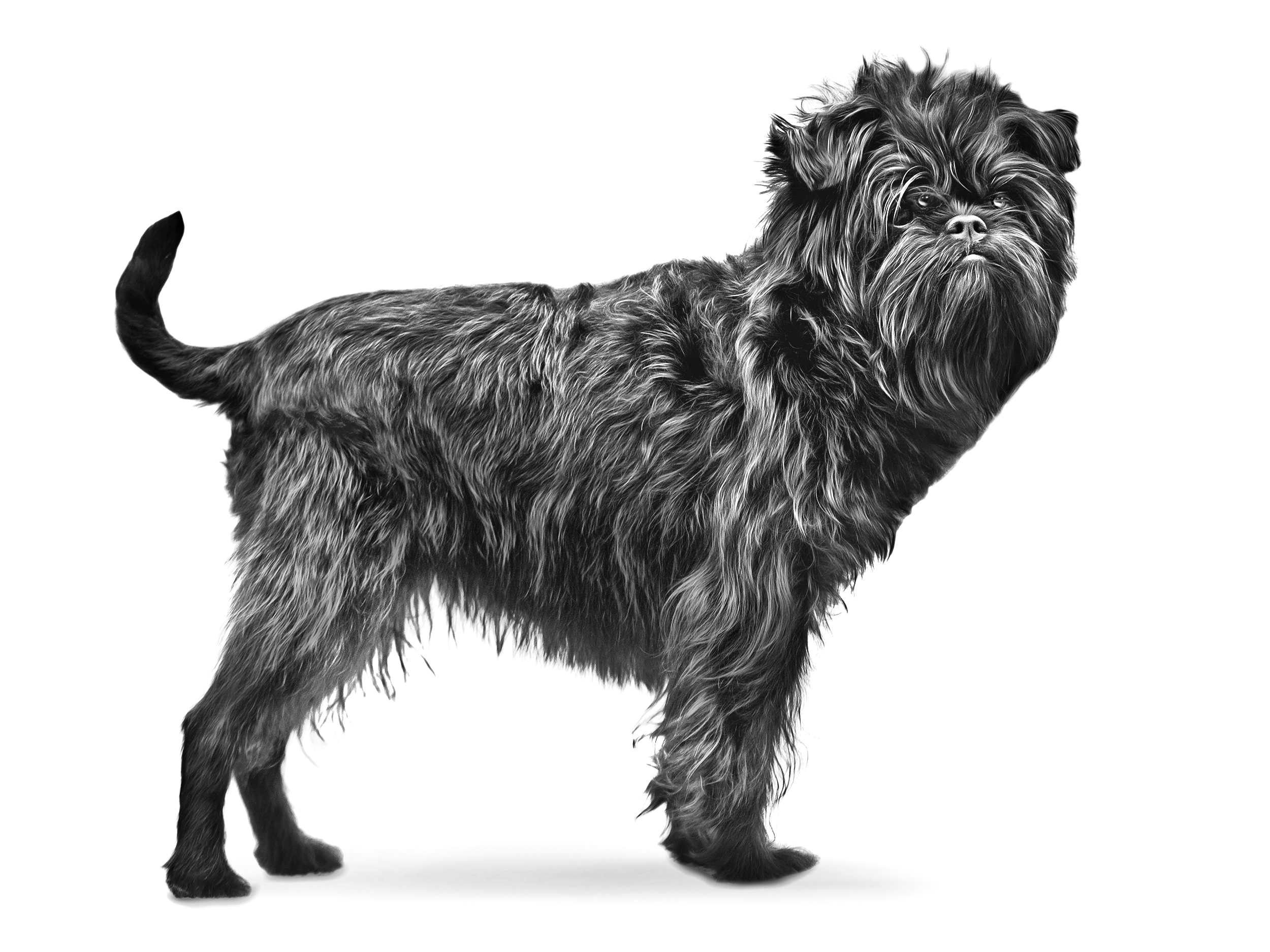 Affenpinscher adult standing black and white