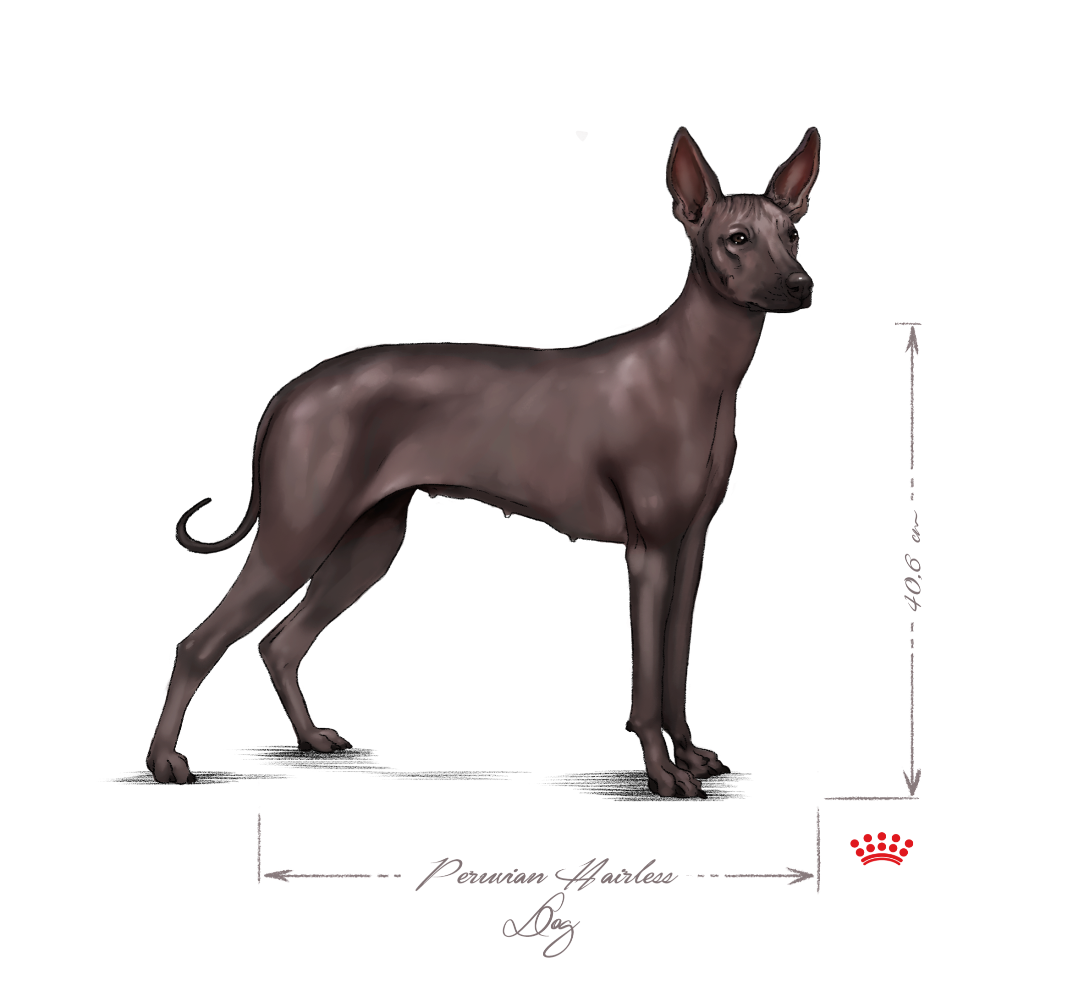 Peruvian Hairless dog adult in black and white