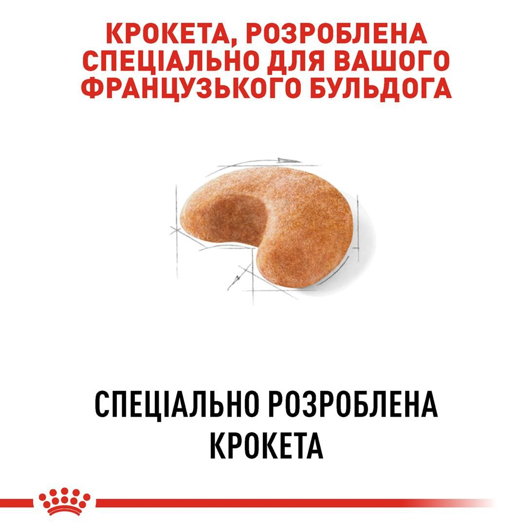 French Bulldog Adult