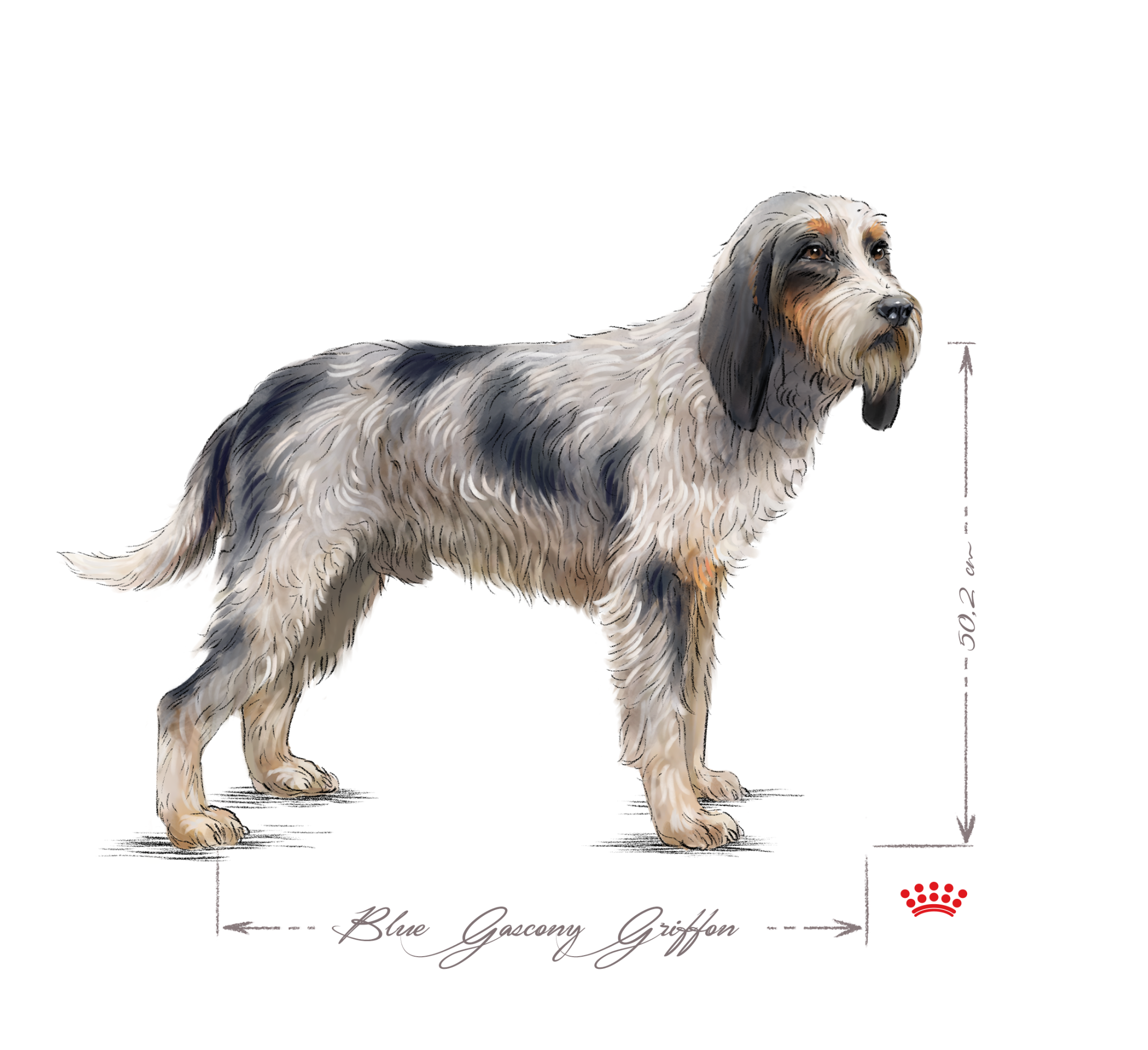 Blue Gascony Griffon adult black and white
