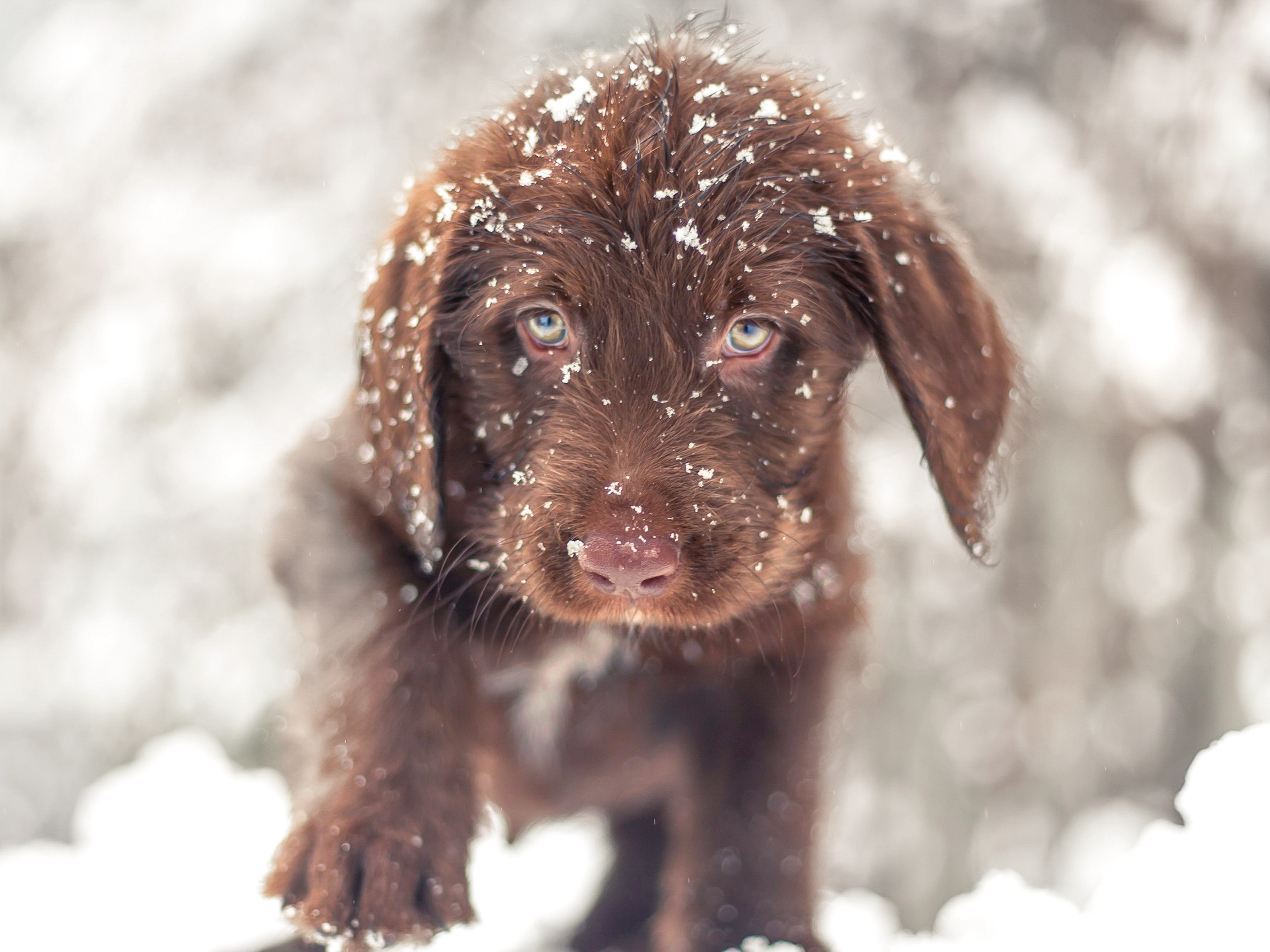 Ein brauner Hundewelpe läuft im Schnee auf die Kamera zu.