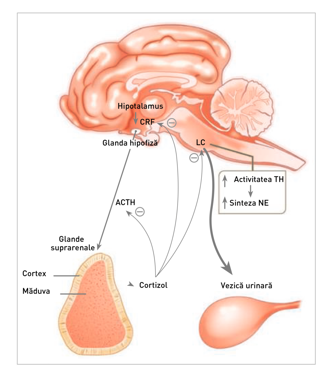 Neuroendocrine abnormalities have been reported in cats with FIC, namely under-activation of the HPA axis and over-activation of the sympathetic nervous system. TH = tyrosine hydroxylase ; NE = norepinephrine ; CRF = corticotropin-releasing factor ; LC = locus coeruleus