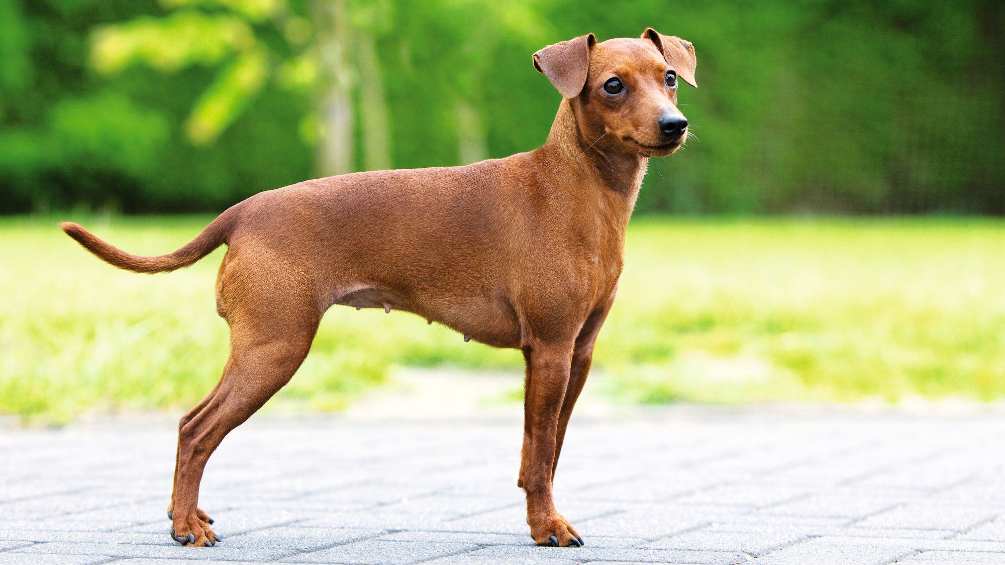 Side view of Miniature Pinscher standing on wooden deck