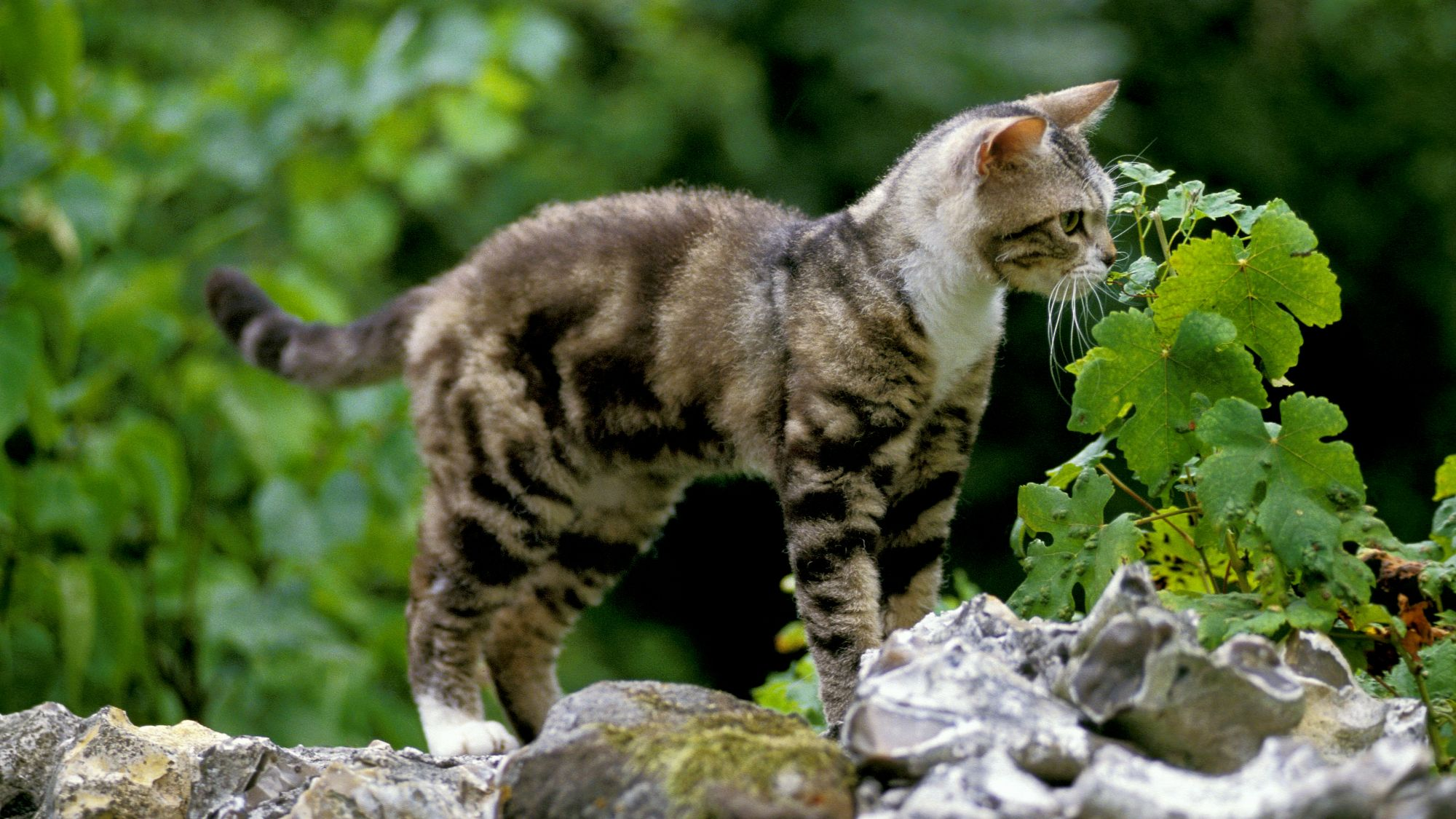 Tabby American Bobtail kitten stood on a rock