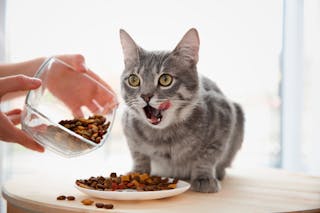 Gato comiendo croquetas