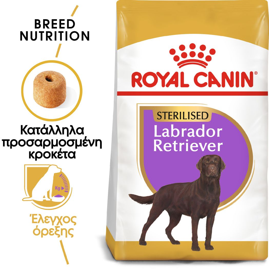 Labrador Retriever Sterilised