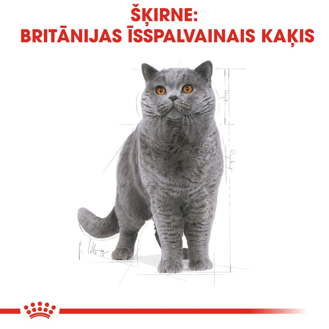 British Shorthair Adult