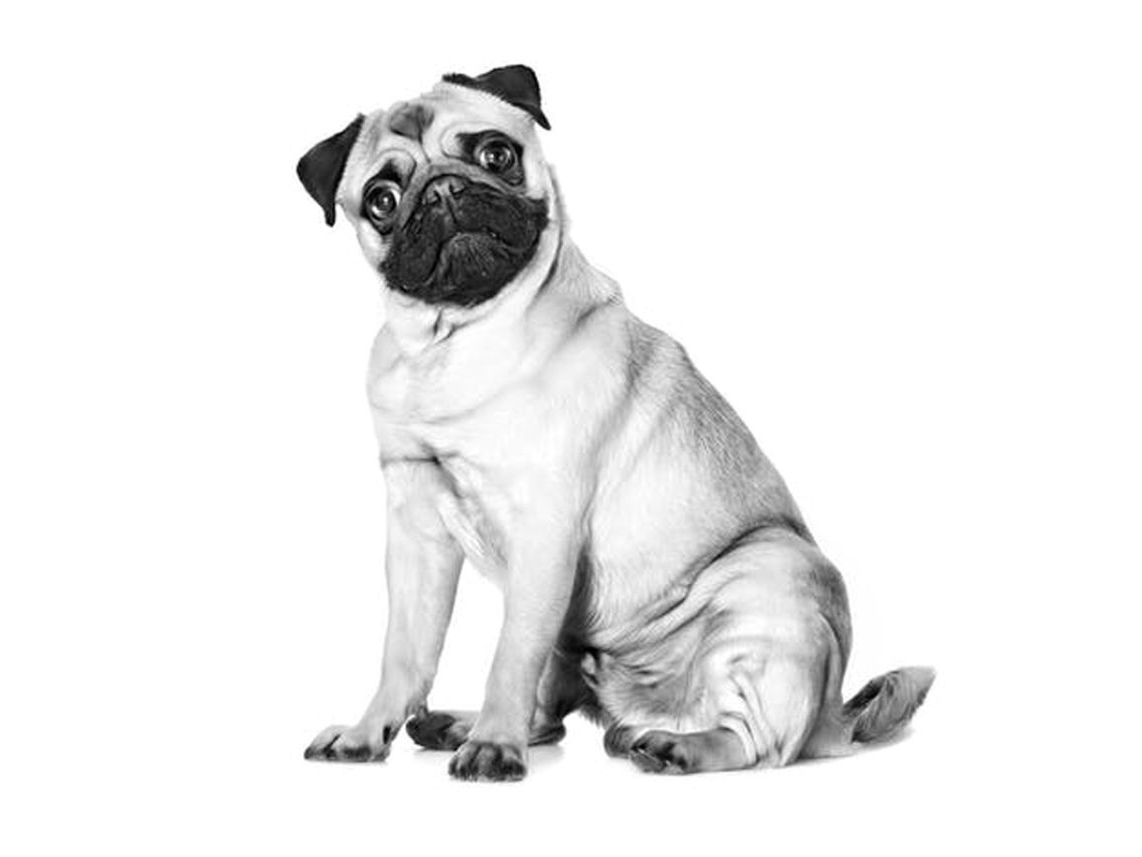 Pug sitting facing camera in black and white
