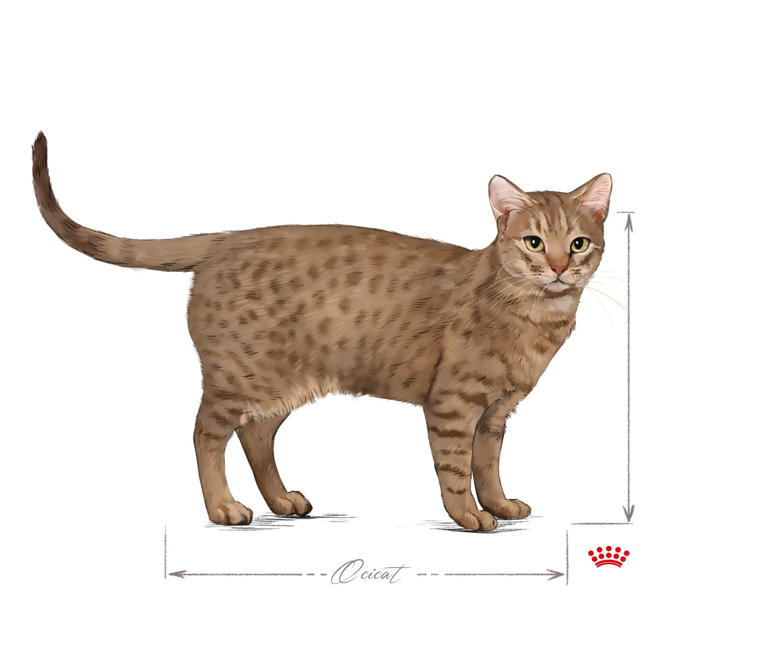 Ocicat adult black and white