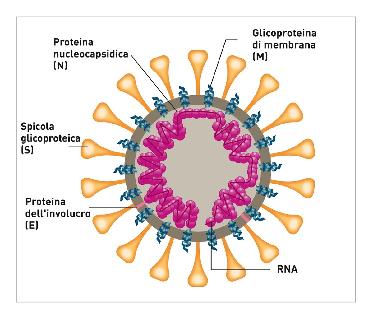 Figura 1. Immagine schematica dell'antigene virale FCoV. Le spicole glicoproteiche (S), le proteine di membrana (M) e le proteine dell'involucro (E) sono ancorate a una membrana bilipidica. Le glicoproteine S e M sono importanti per ottenere l'ingresso nelle cellule, e la ricerca attuale suggerisce che le mutazioni puntiformi nel gene S svolgano un ruolo nella trasformazione da FCoV a FIPV.© Sandrine Fontègne