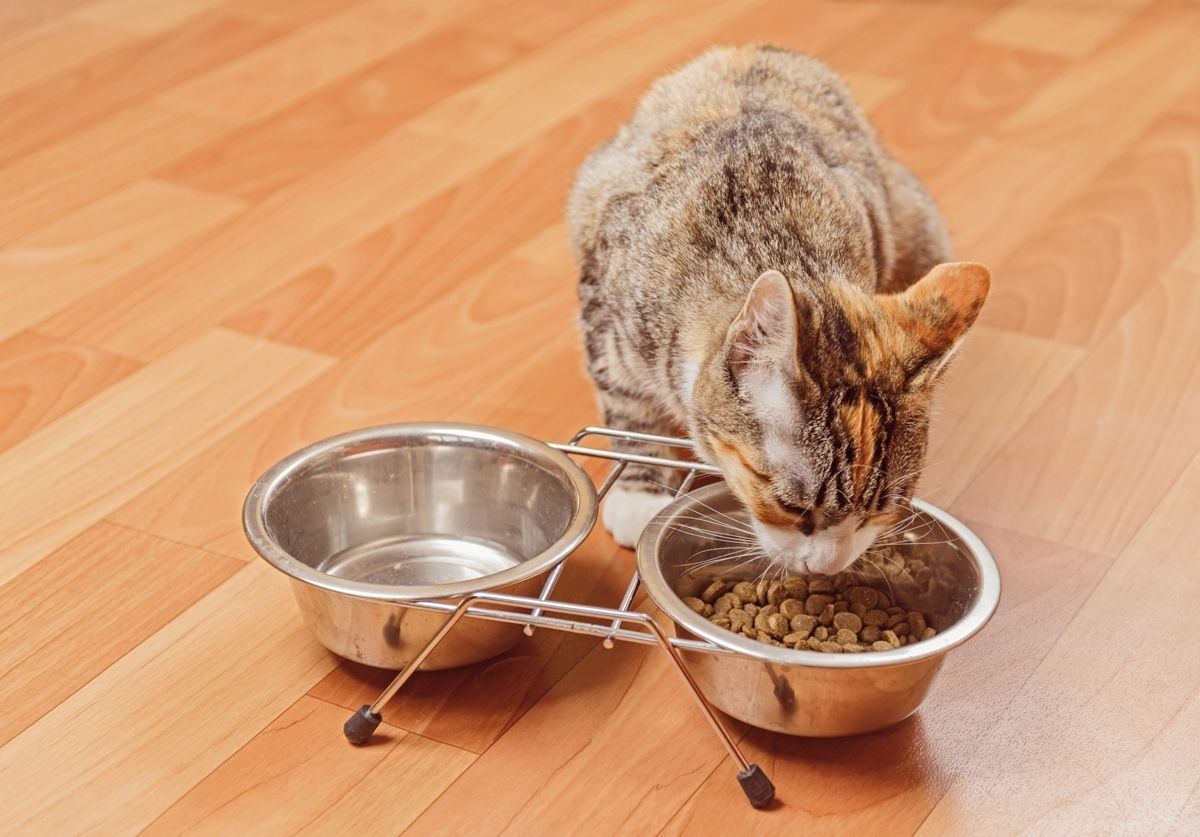 Many owners will place food and water bowls together. However, it seems that cats generally prefer water points sited away from where they eat; this may reflect “original” feline behavior, as feeding sites and available water sources in the open countryside are often not close to each other.