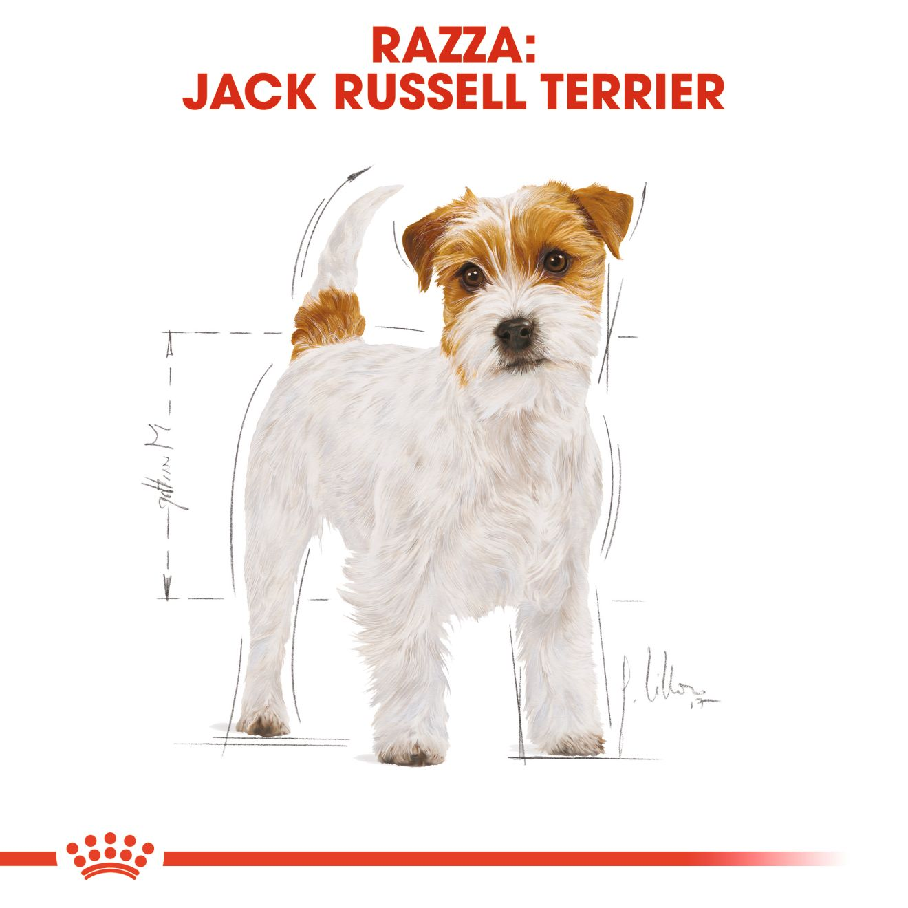 Jack Russel Adult