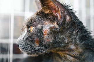 Juckreiz an Kopf und Hals ist häufig mit erheblicher Selbsttraumatisierung