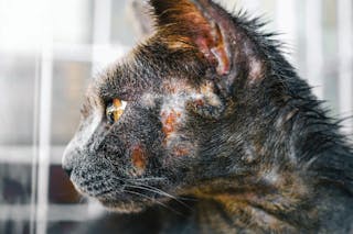 Head and neck pruritus in the cat 