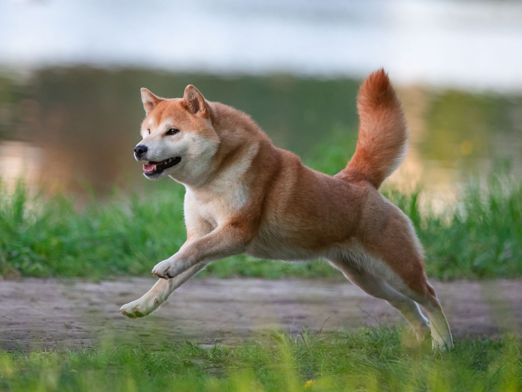 portrait d'un shiba inu courant et jouant dans un parc