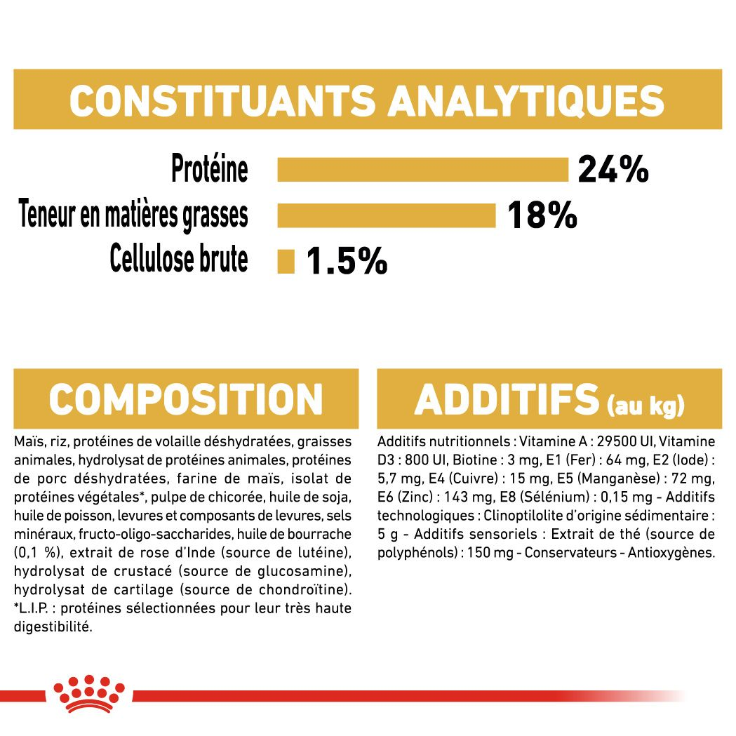 Bichon Maltais Adulte