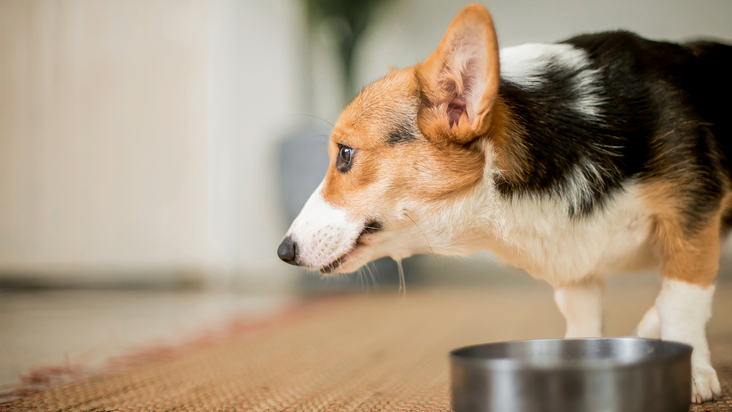 Ausgewachsener Welsh Corgi Cardigan steht drinnen neben einem silbernen Napf.