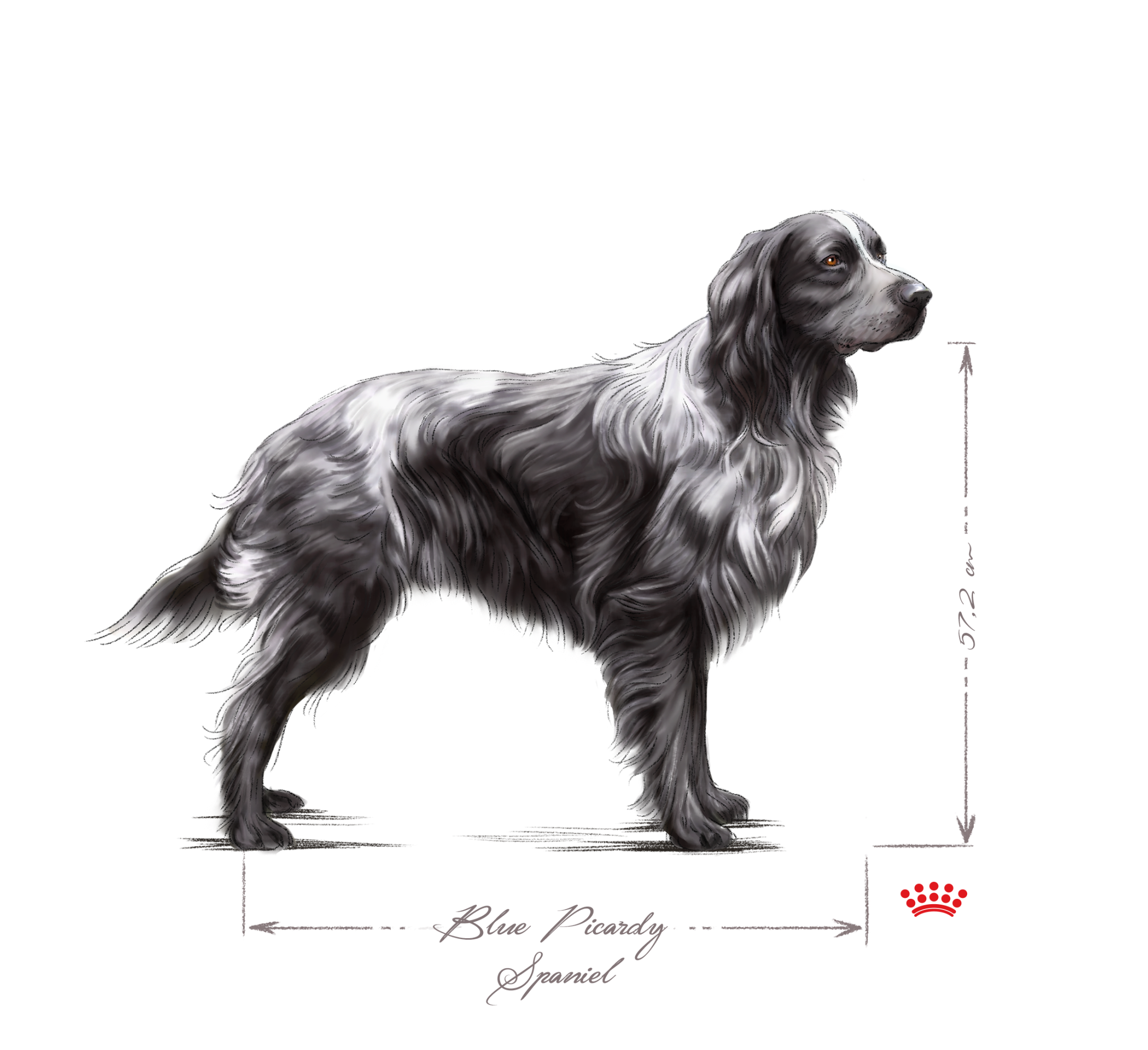 Blue Picardy Spaniel adult black and white