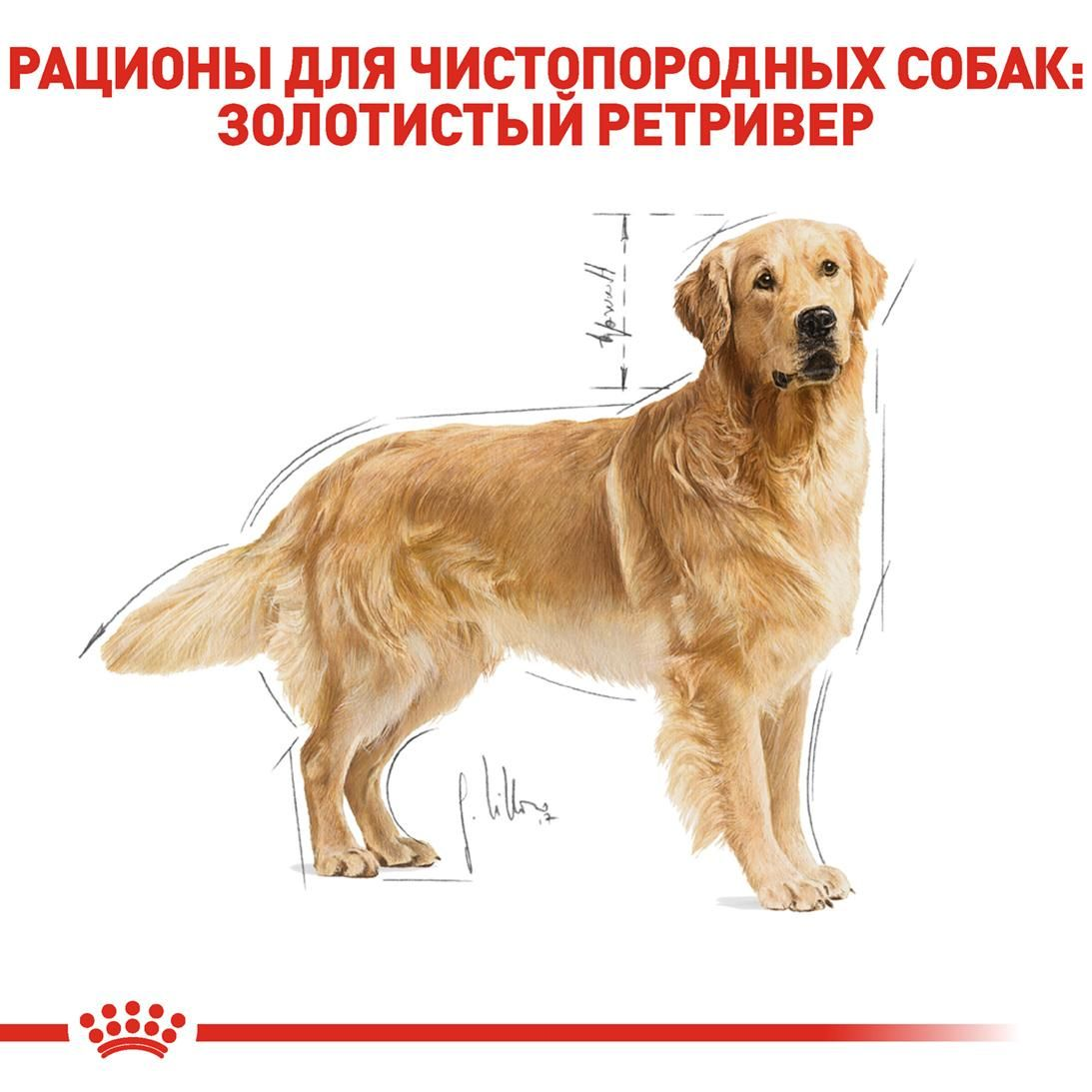 Golden Retriever Adult