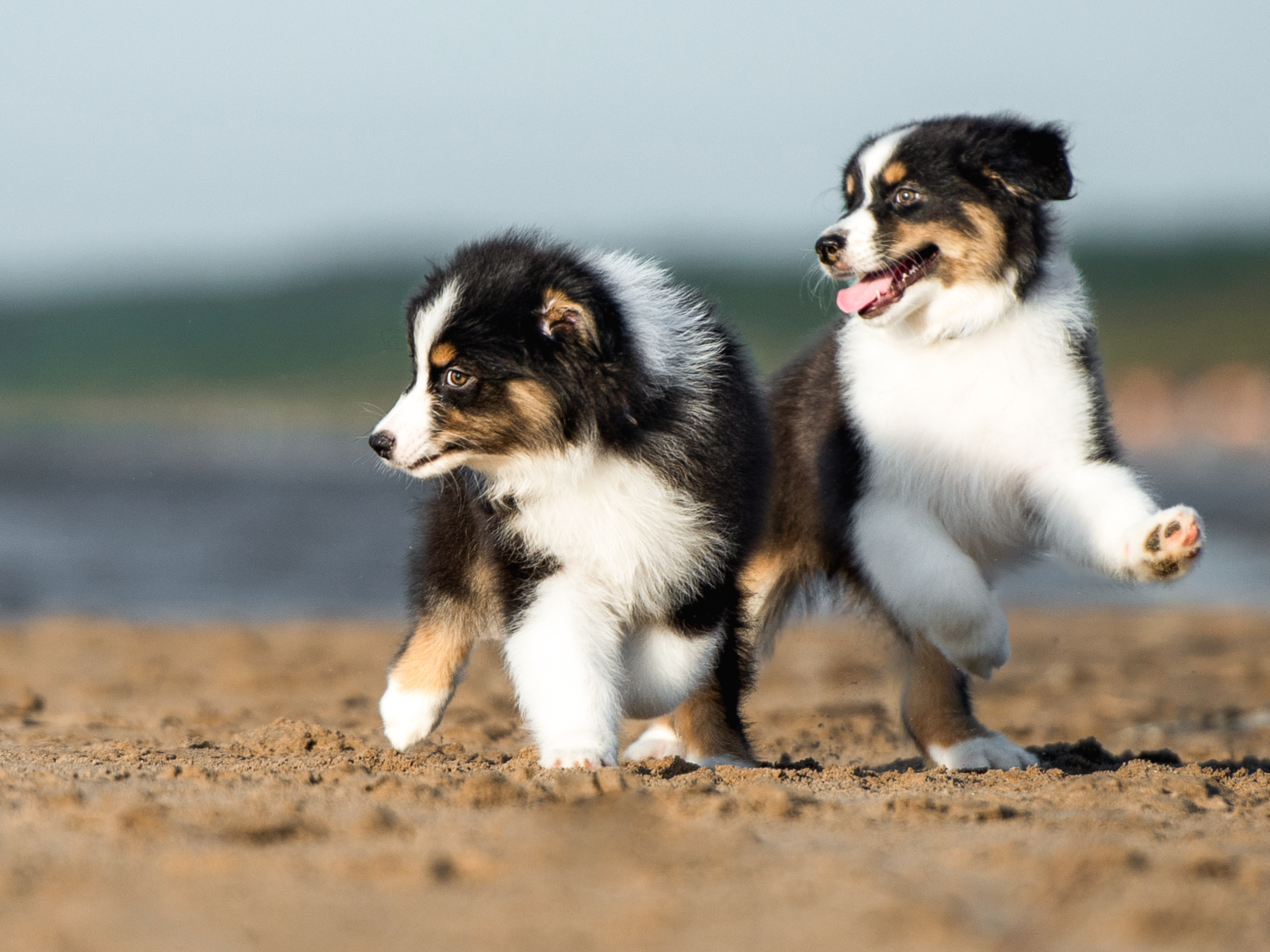 An einem Sandufer laufen zwei Australian-Shepherd-Welpen auf die Kamera zu. Beide schauen nach links. Im Hintergrund ist unscharf ein Gewässer abgebildet.