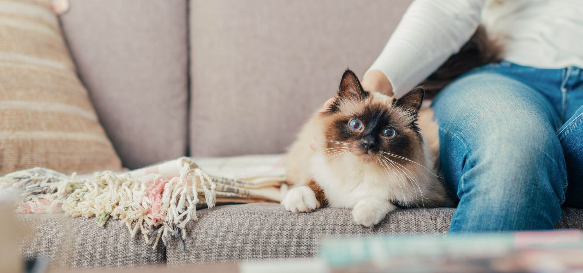 How to Tell If Ragdoll Cat is Overweight: Spot the Signs