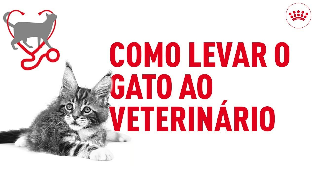 Como levar gato ao veterinário