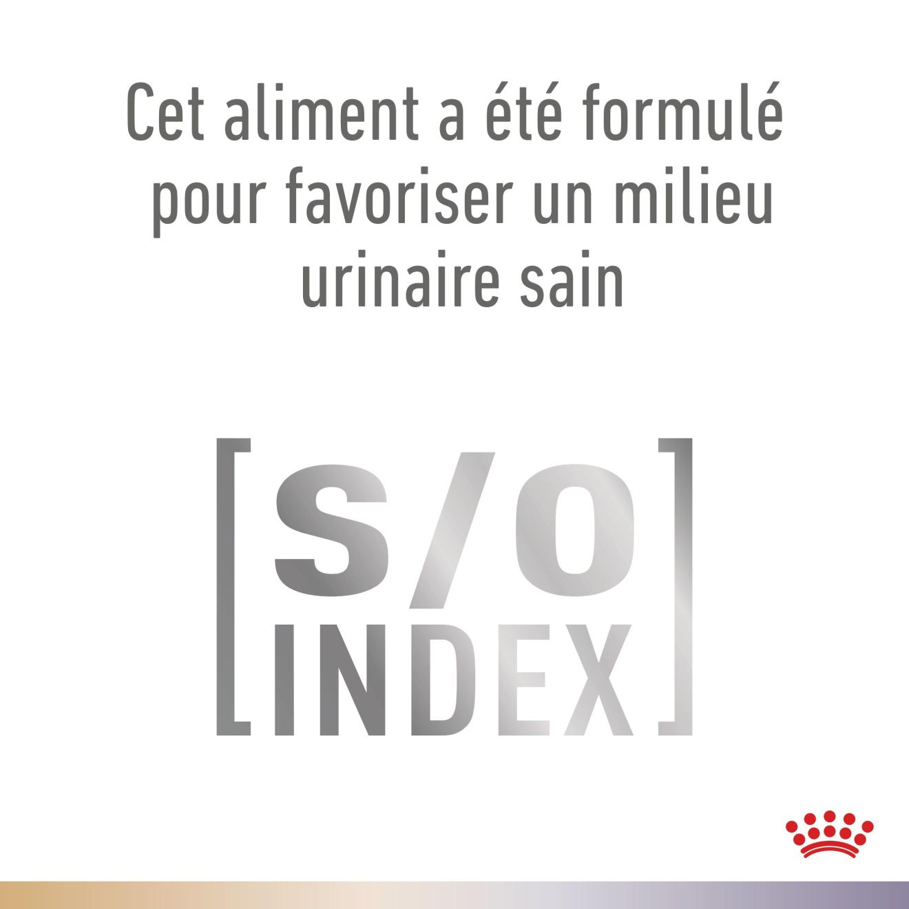 Urinary S/O + Bladder Comfort Chat