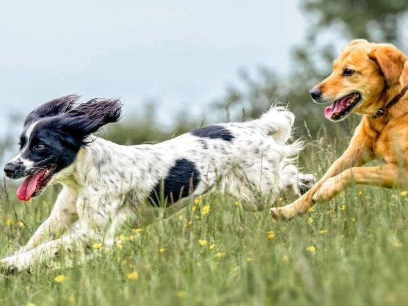 Epillets chez le chien : restez vigilant !