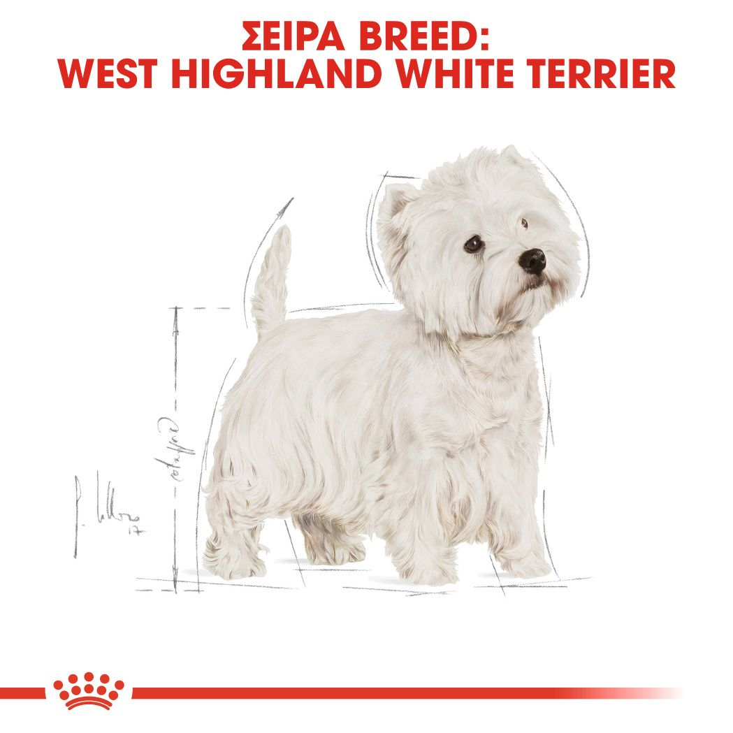 West Highland White Terrier Adult