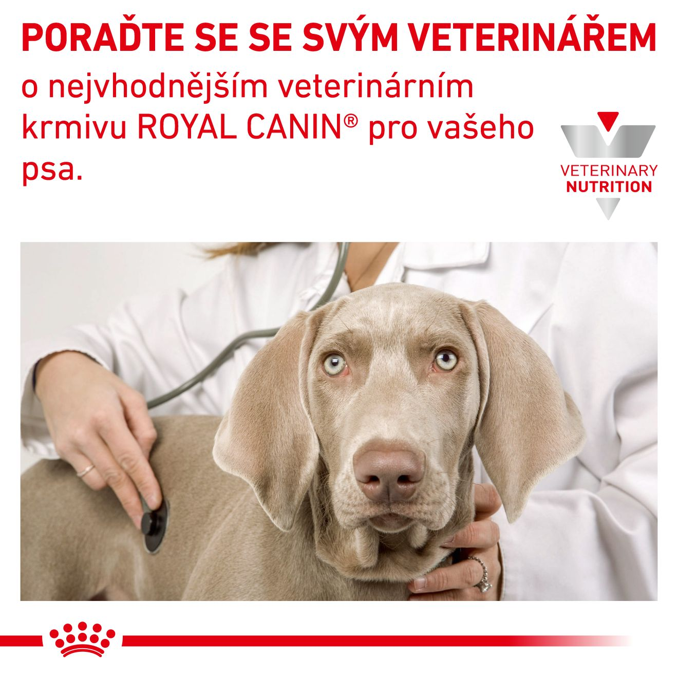 VHN Dog Anallergenic Small Dog 