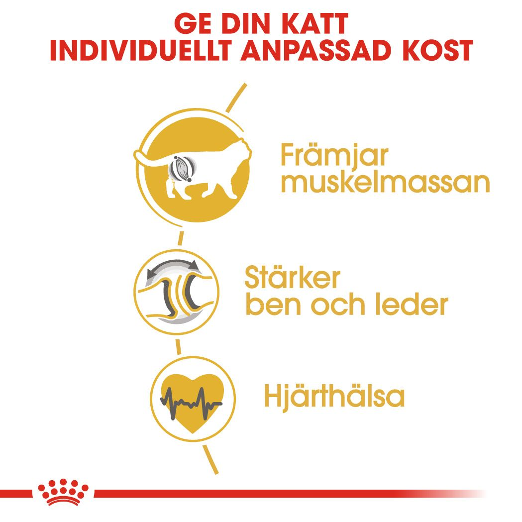 British Shorthair Adult