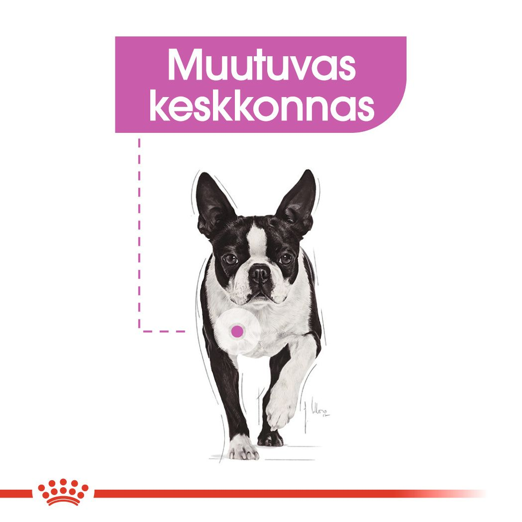 Royal Canin Mini Relax Care kuivtoit