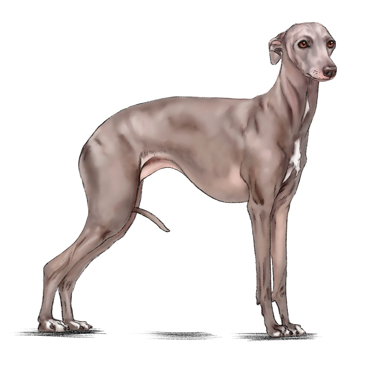 Royal canin 2025 italian greyhound