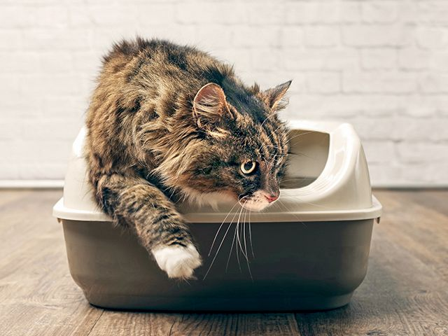 Adult cat sitting down indoors on a wooden floor eating from a red bowl.