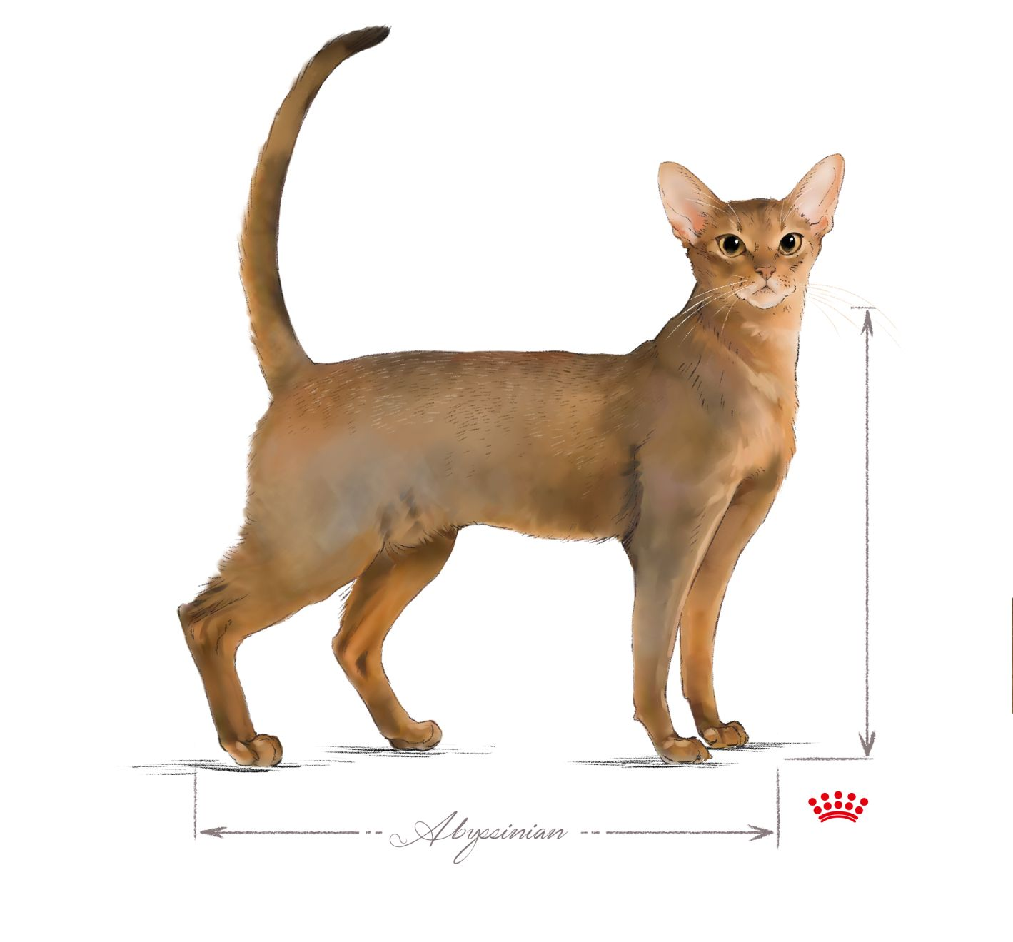 Abyssinian adult in black and white