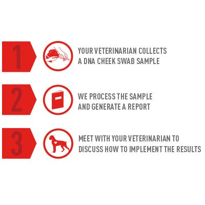 Royal canin best sale genetic health analysis