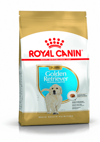 Golden Retriever Cachorro