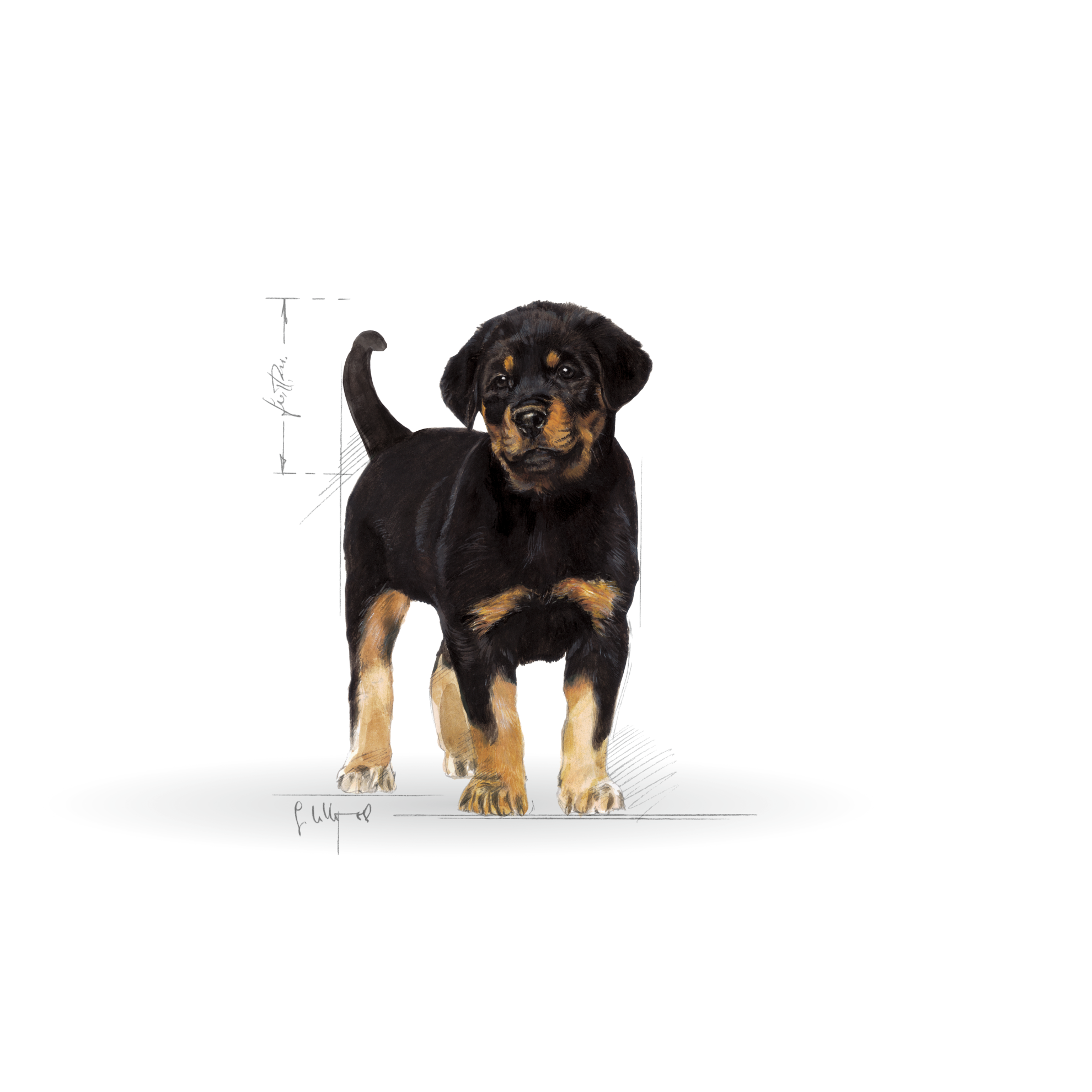 Rottweiler Puppy | Royal Canin Brazil