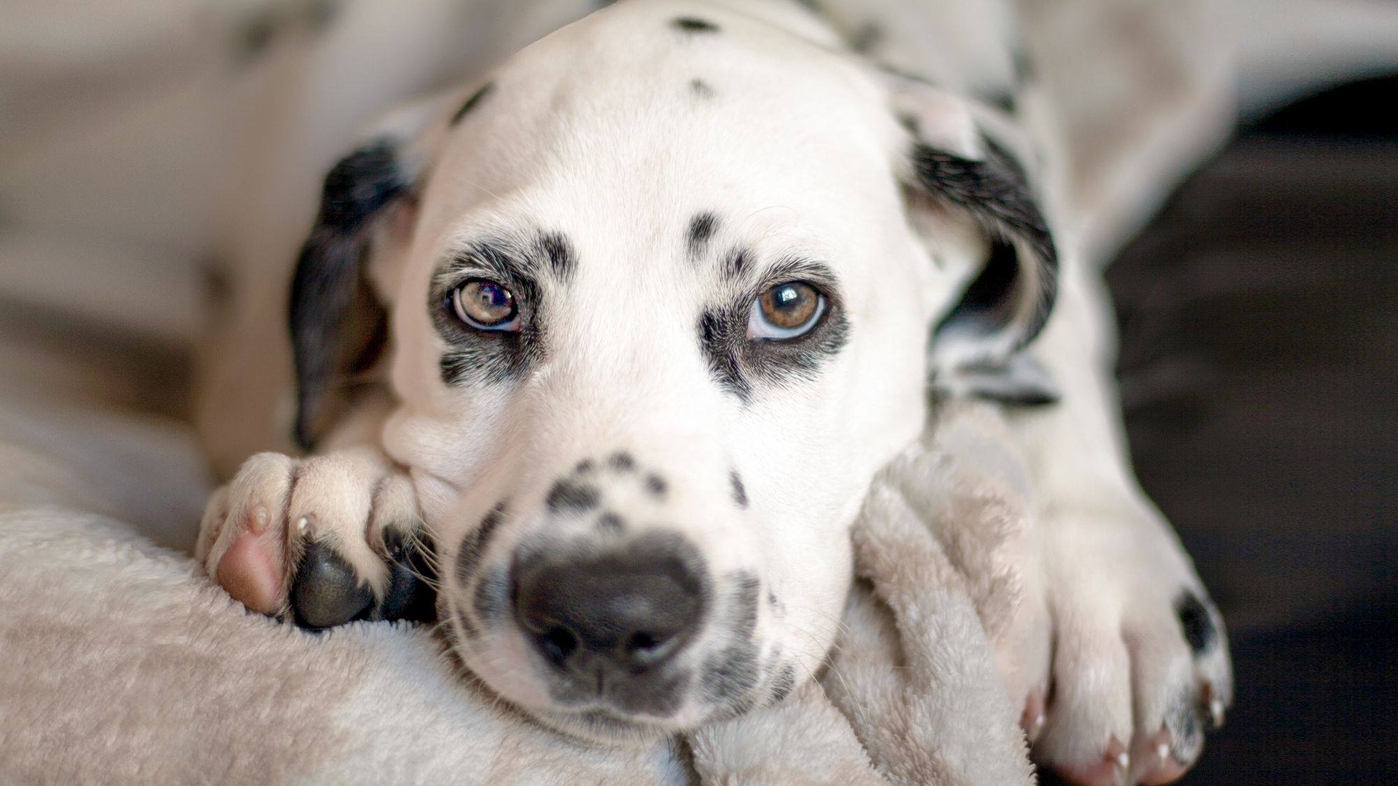 Dalmatian puppy lying down on a soft blanket